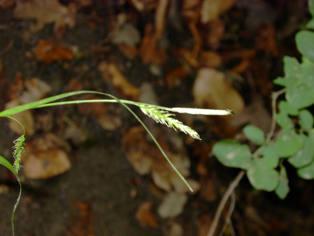 Carex sylvatica