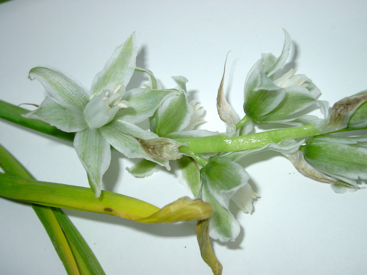 Ornithogalum nutans 2