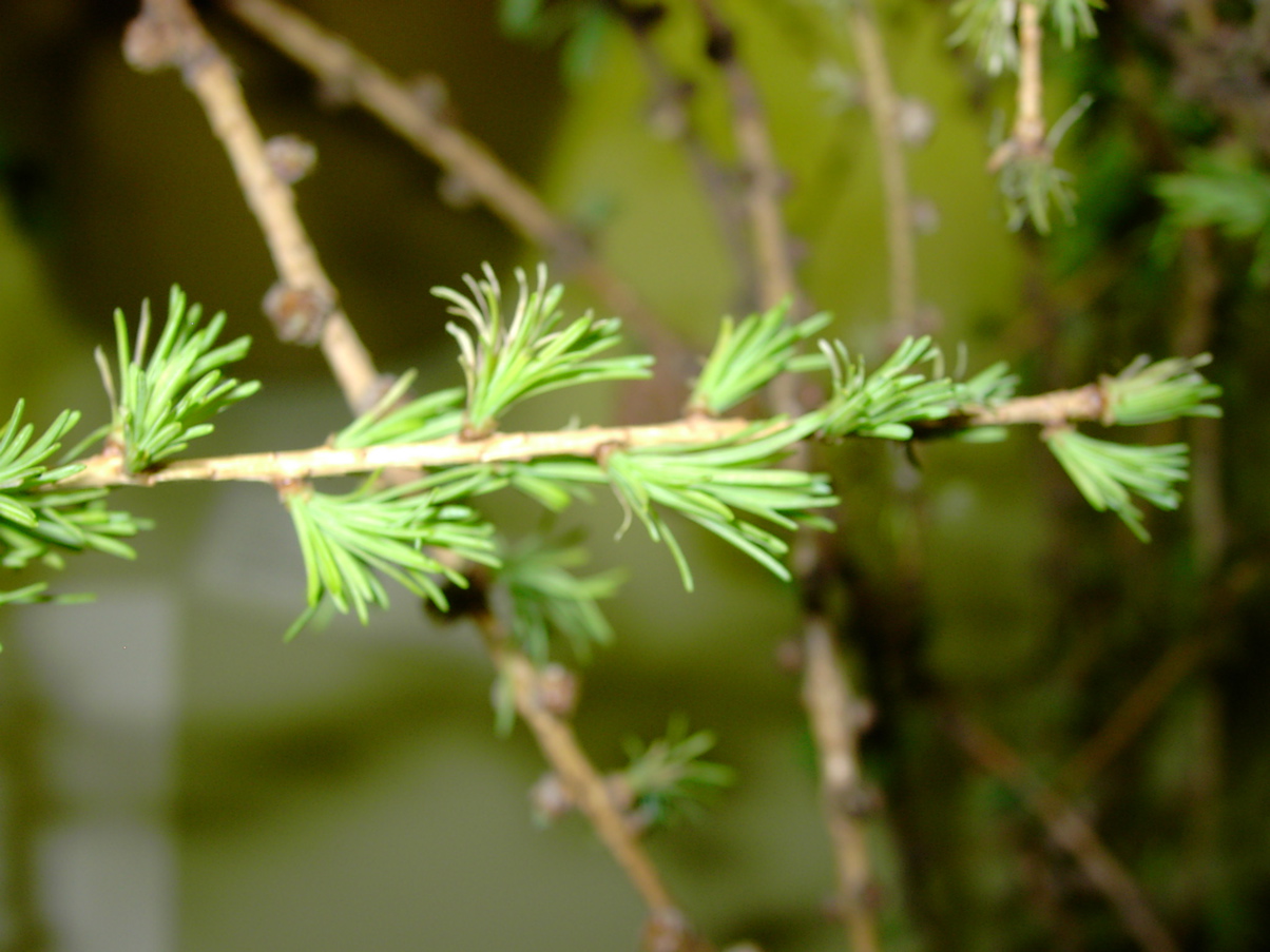 Larix decidua