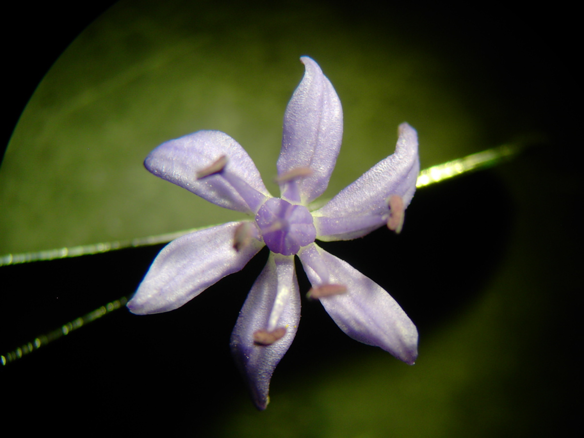 Scilla Blüte