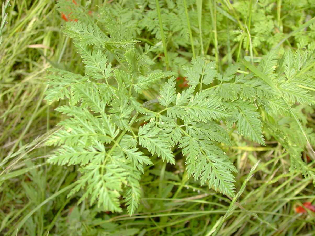 Conium maculatum