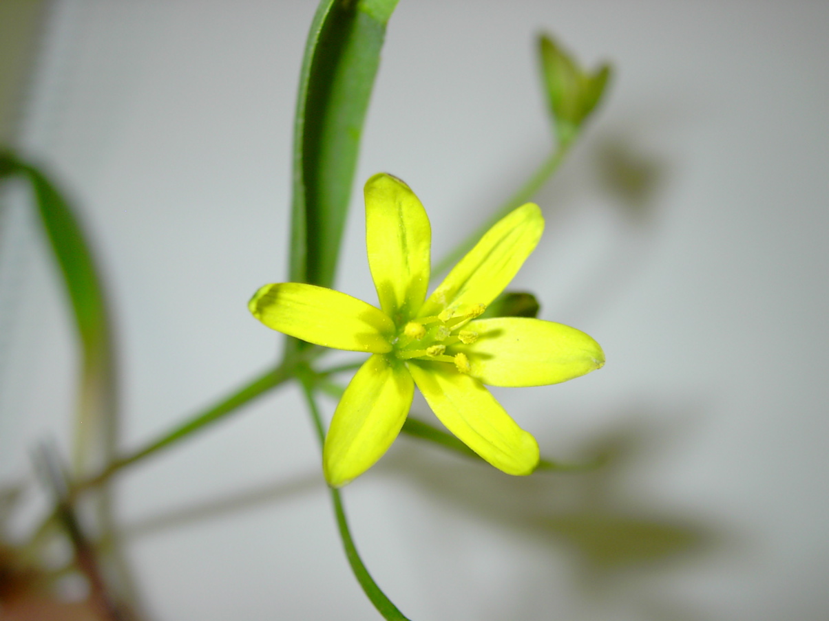 Gagea lutea - Blüte