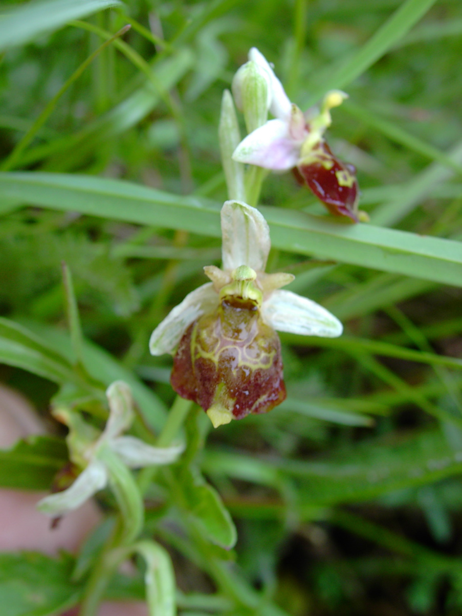 Ophrys holoserica