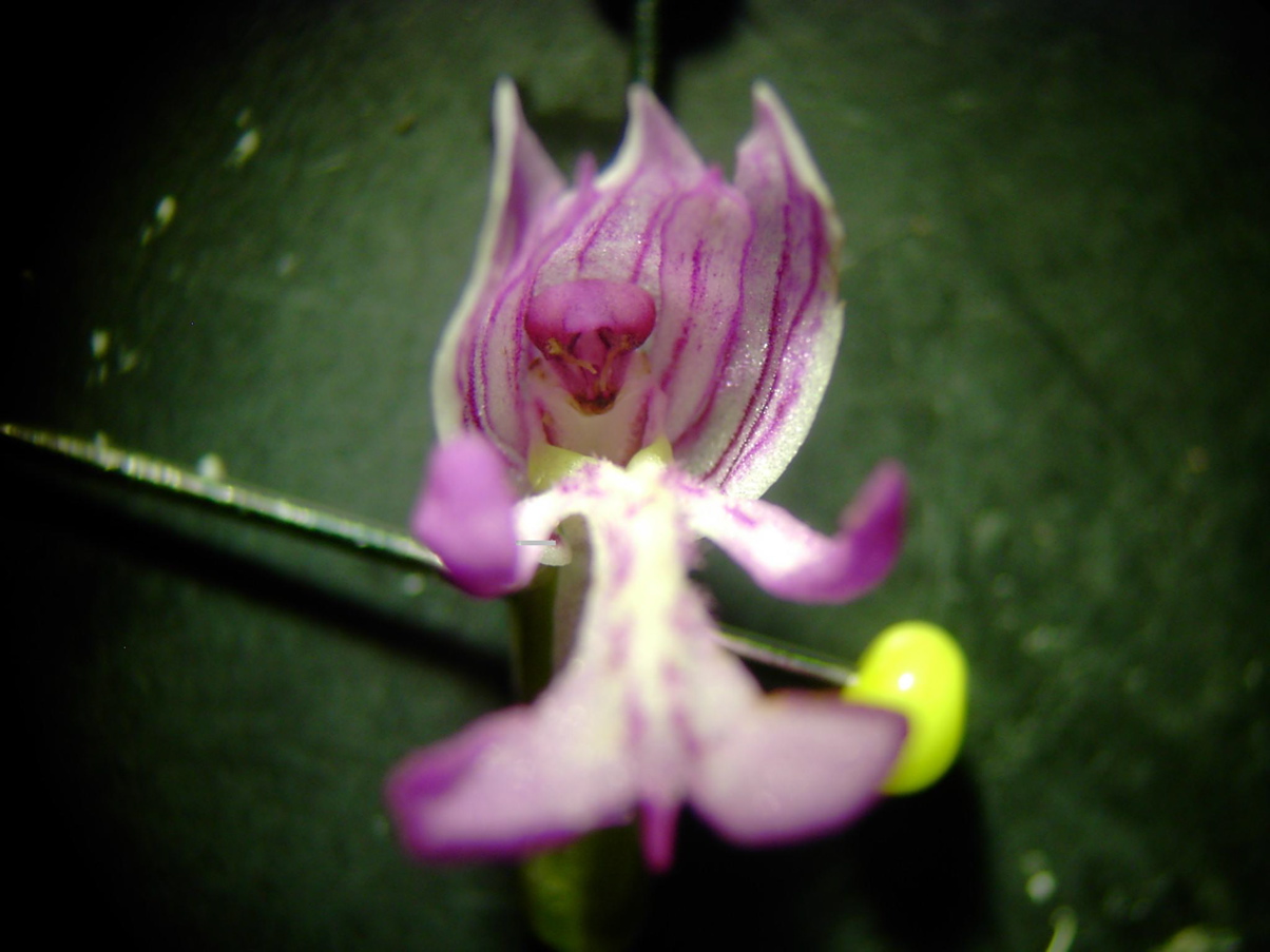 Orchis militaris - Blüte