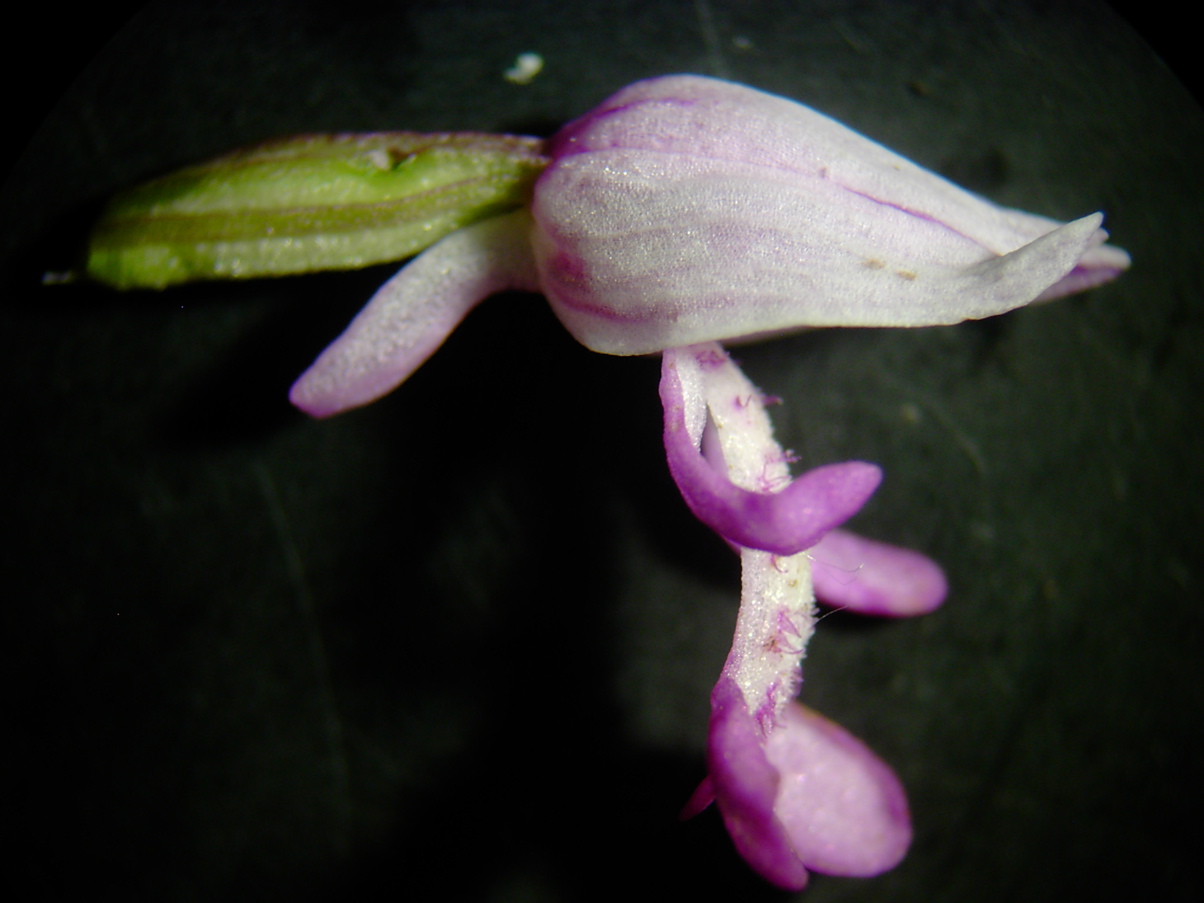 Orchis militaris Blüte lateral