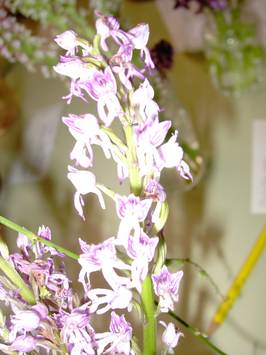 Orchis militaris