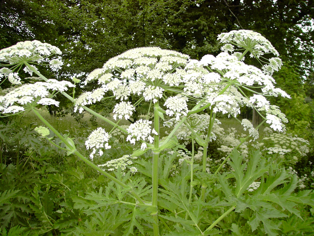 Heracleum sp