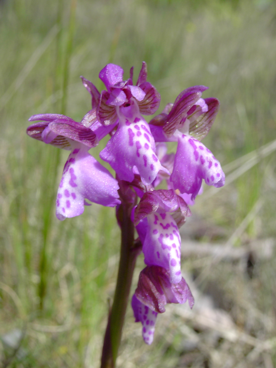 Orchis morio