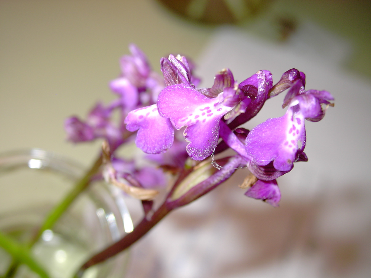 Orchis ustulata