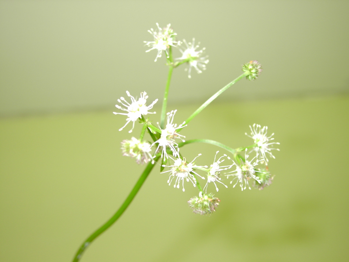 Sanicula europaea