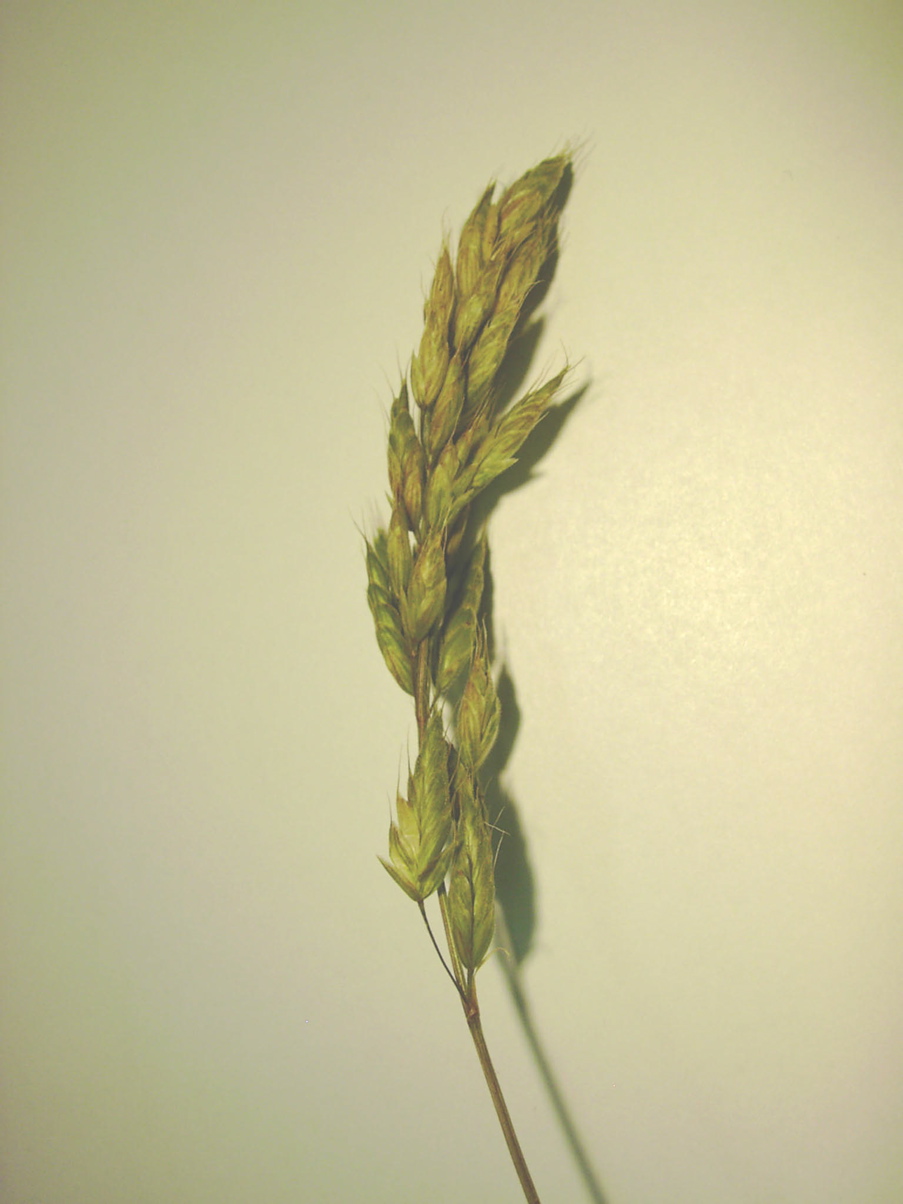 Bromus hordaceus