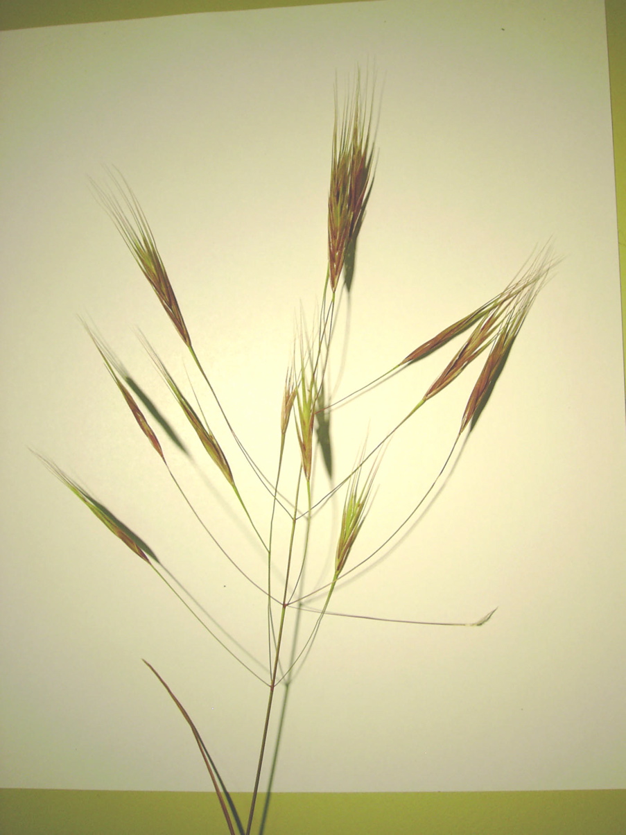 Bromus sterilis