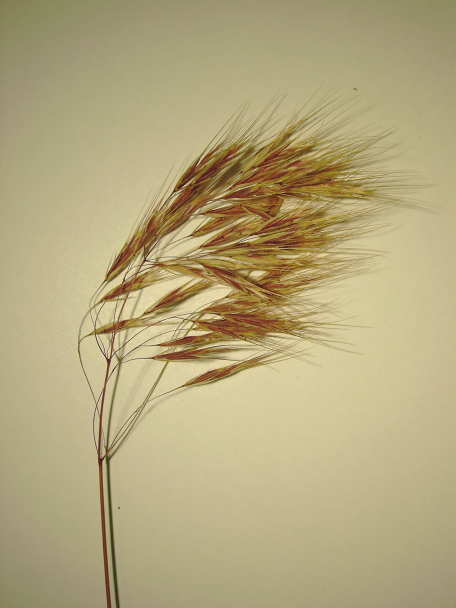 Bromus tectorum 1