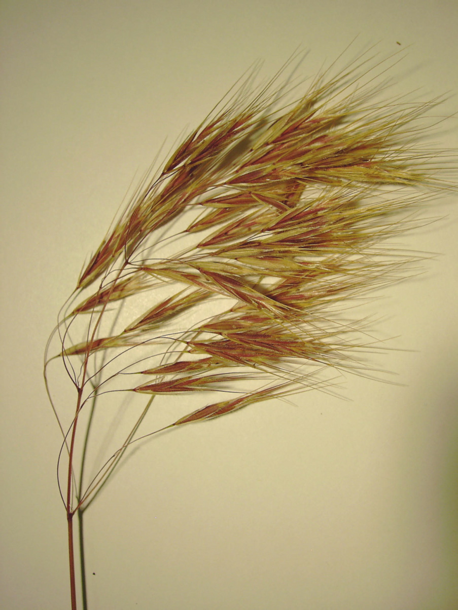 Bromus tectorum 2