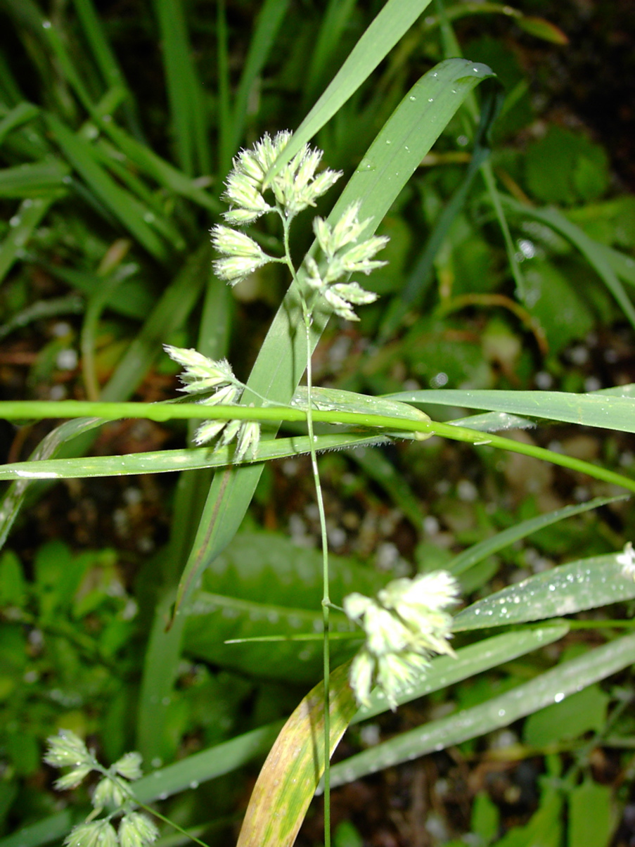 Dactylis glomerata 2