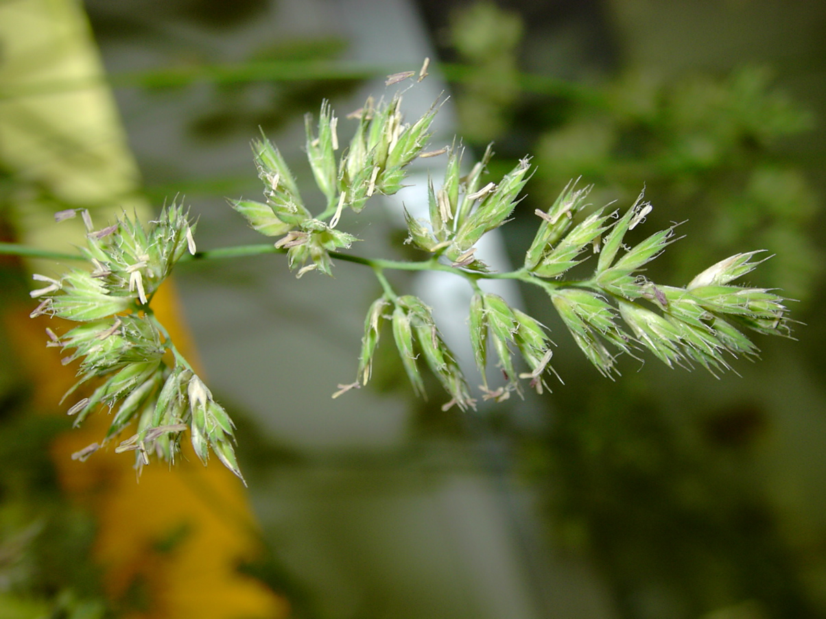 Dactylis glomerata