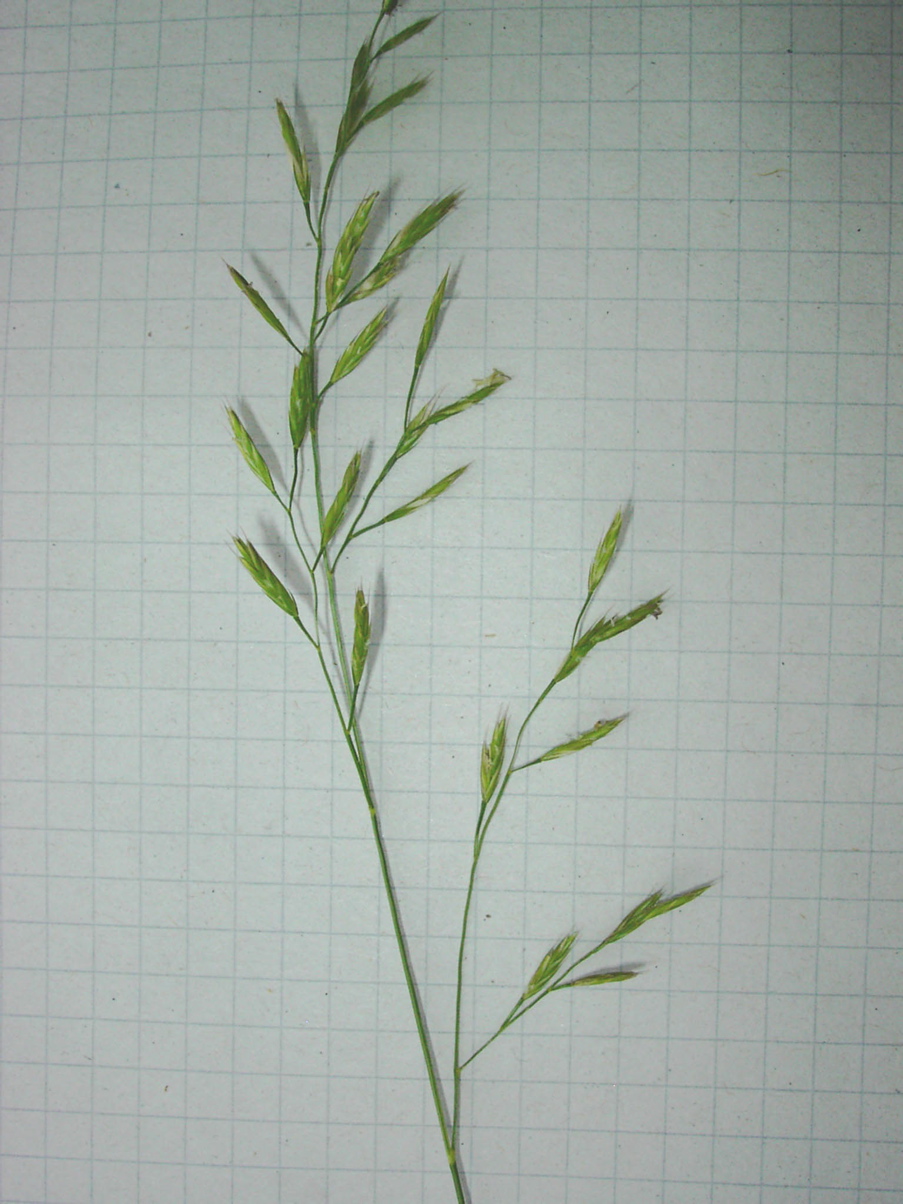 Festuca pratensis