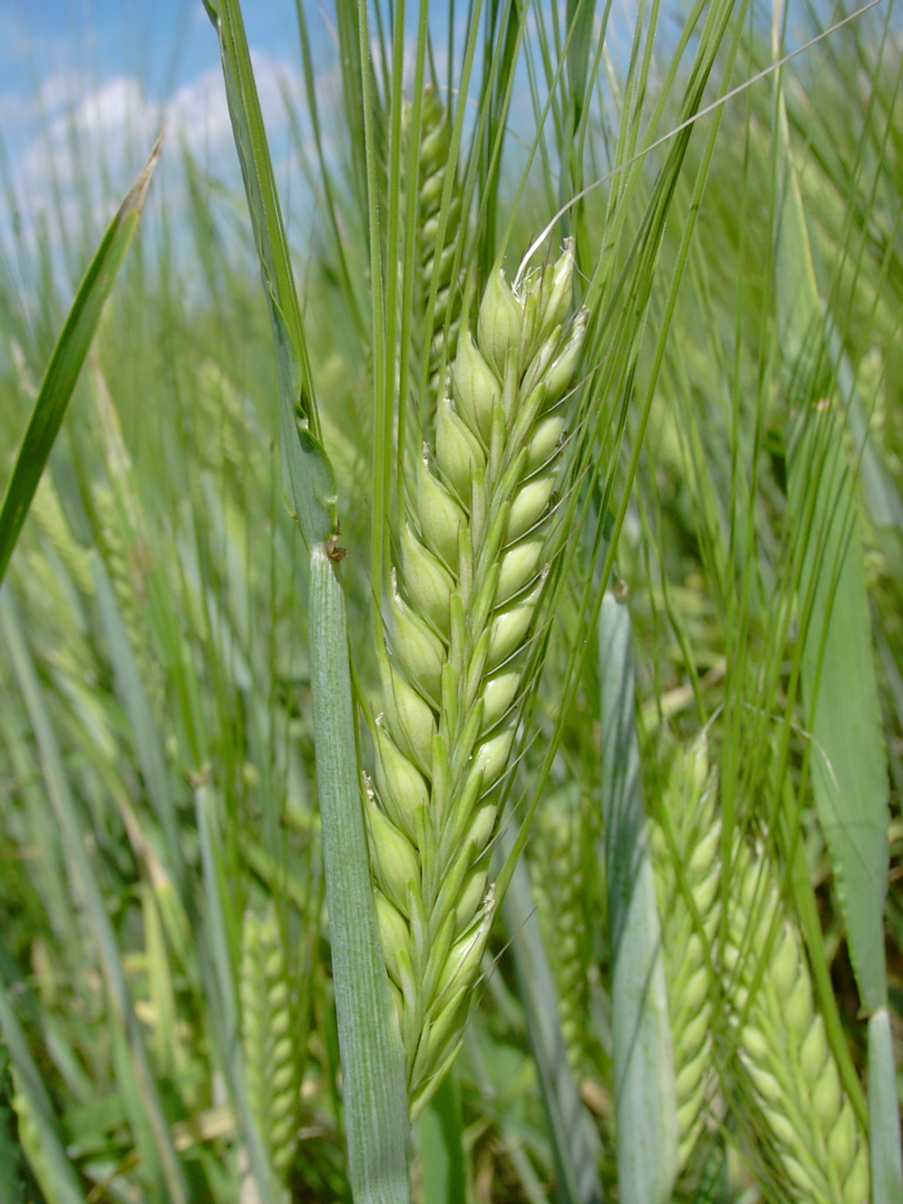 Hordeum  vulgare