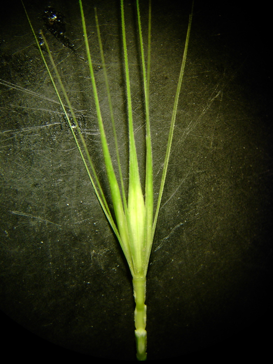 Hordeum murinum - Ährchentriade