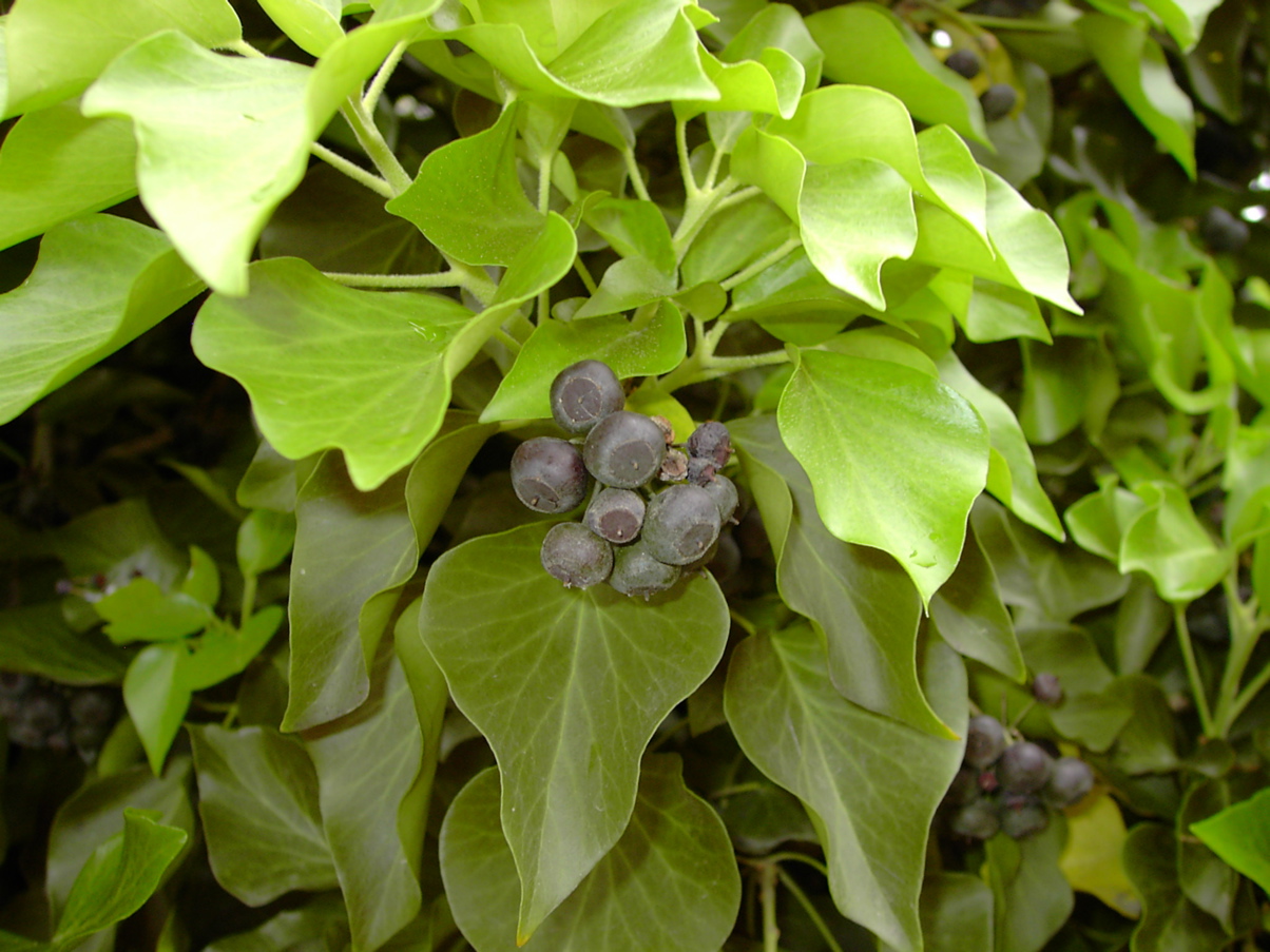 Hedera helix