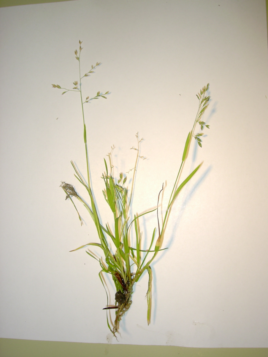 Poa annua