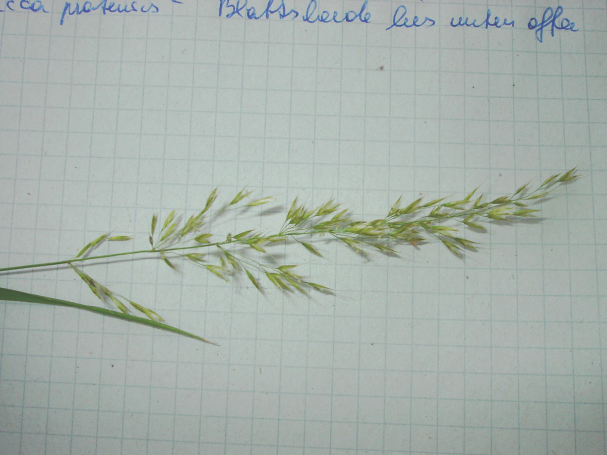 Poa pratensis