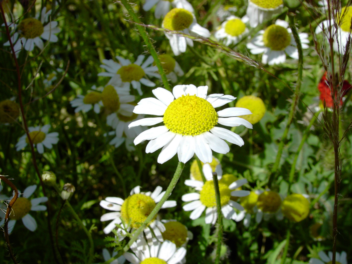 Anthemis austriaca