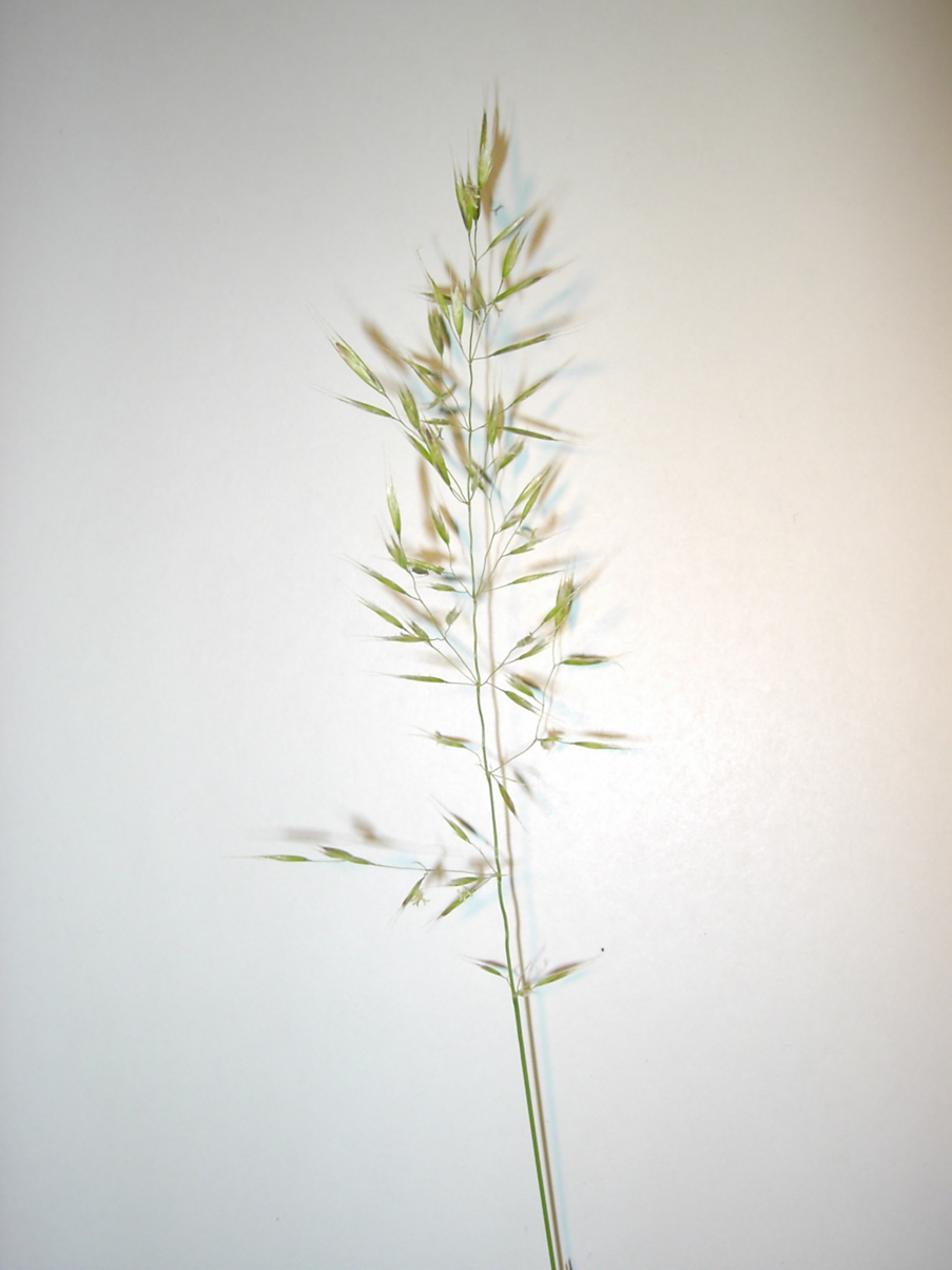 Trisetum flavescens