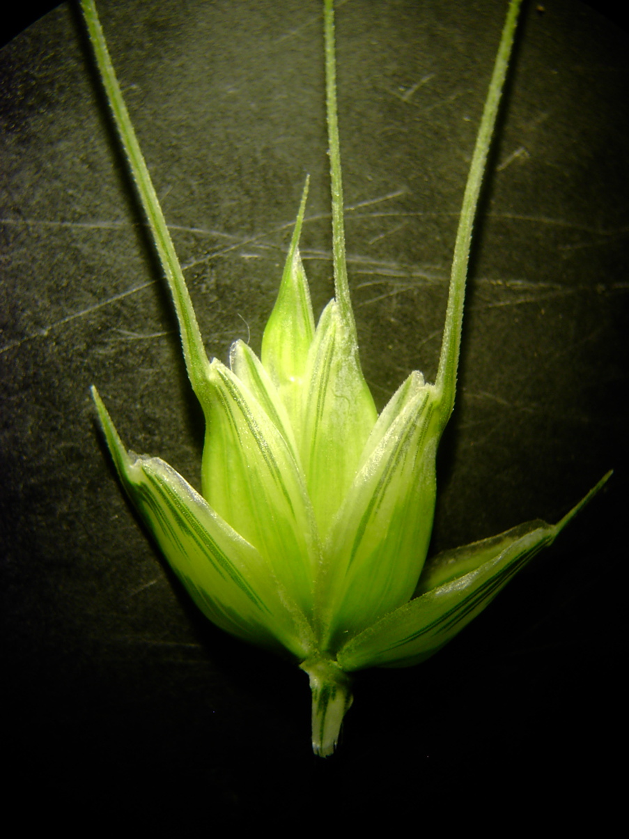 Triticum aestivum - Ährchen