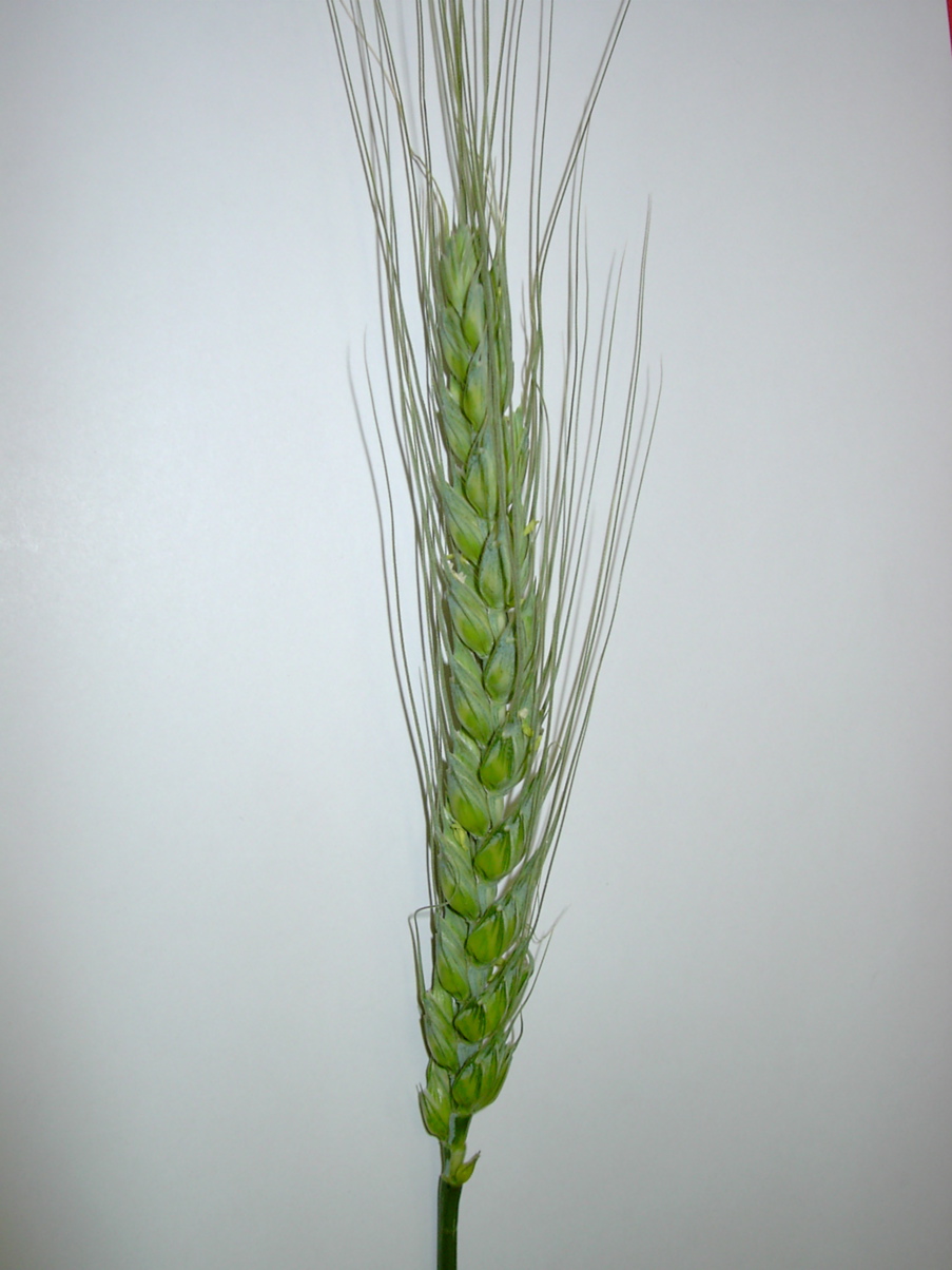 Triticum aestivum - Ähre