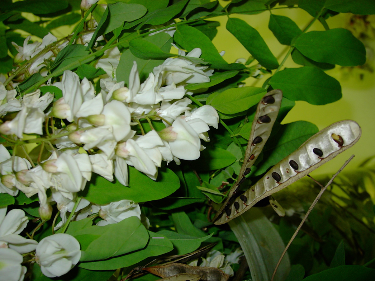 Robinia pseudacacia