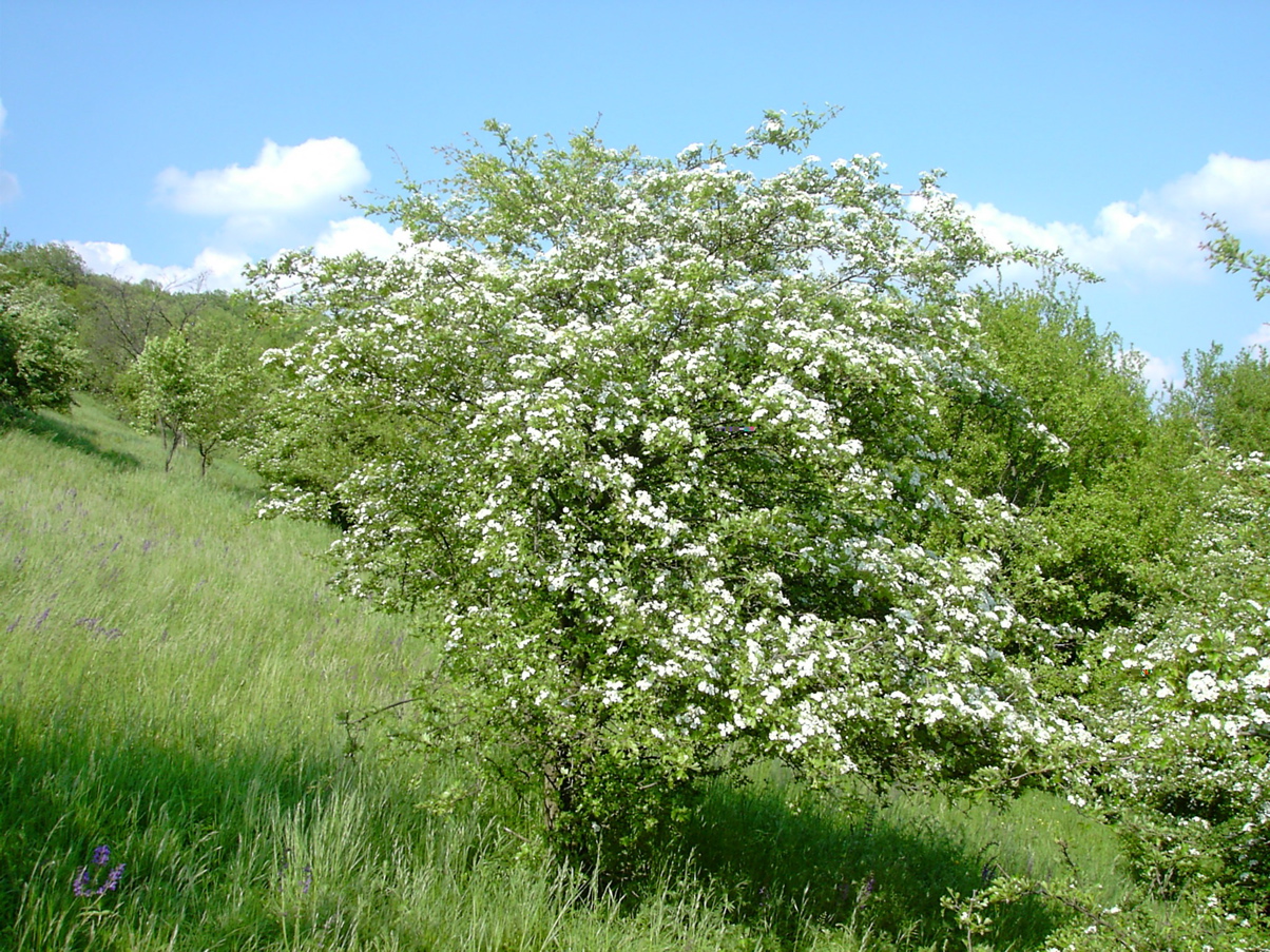 Crataegus monogyna