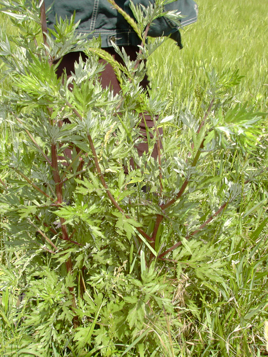 Artemisia vulgaris