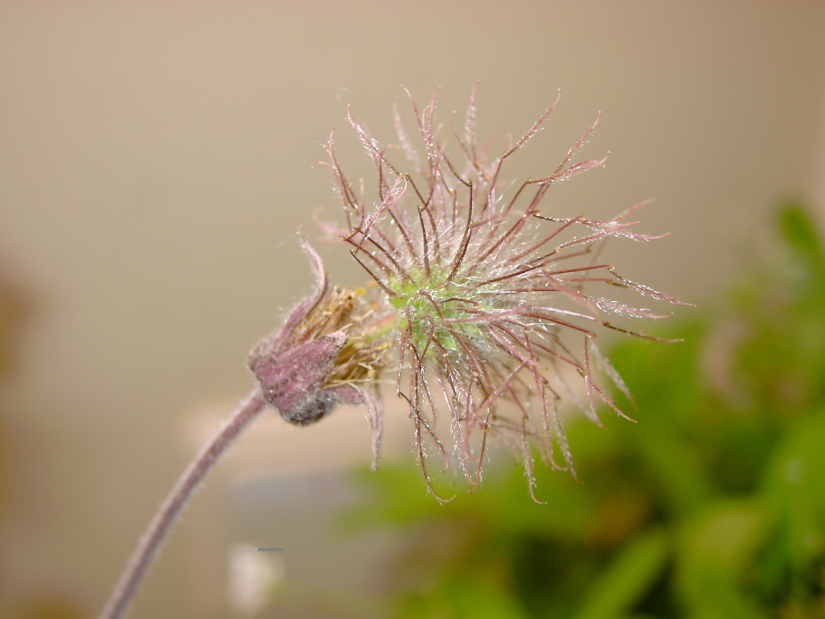 Geum rivale