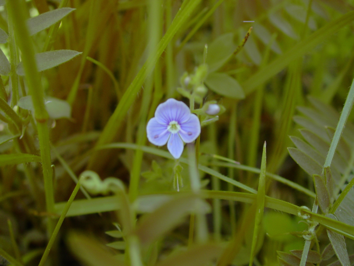 Veronica cf. persica