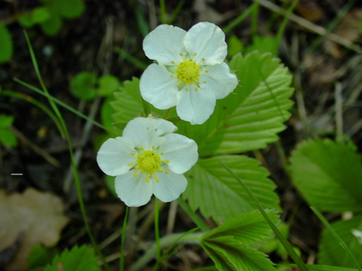 Fragaria