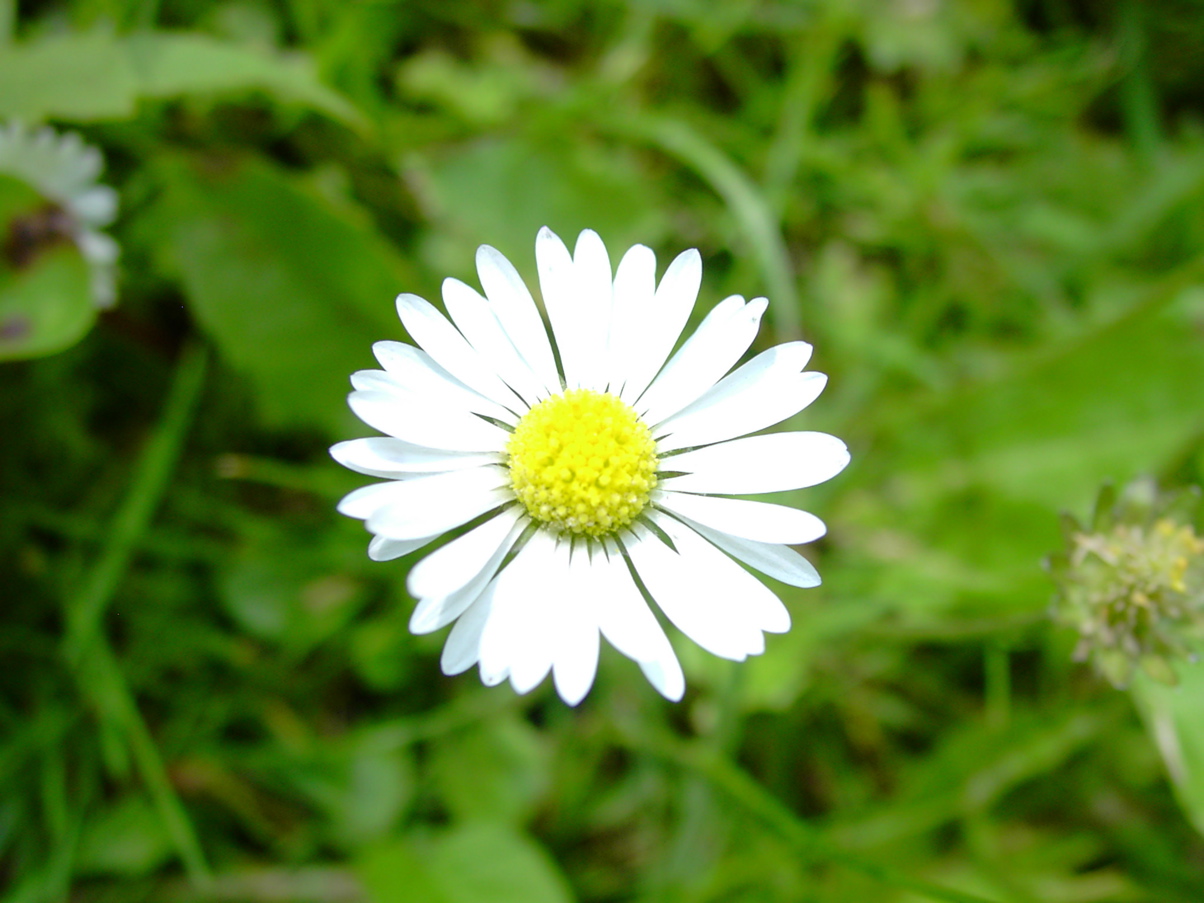 Bellis perennis