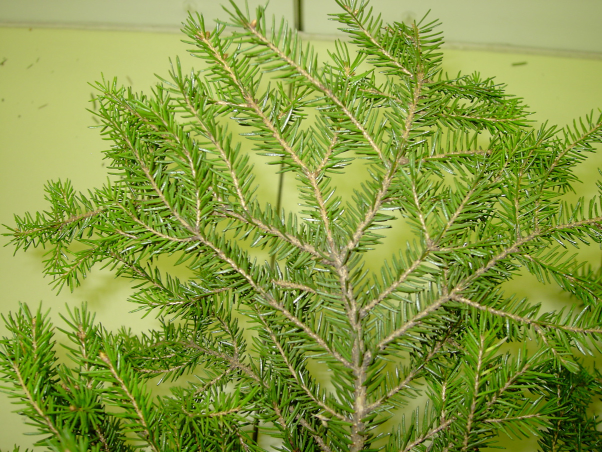 Picea abies - Zweig