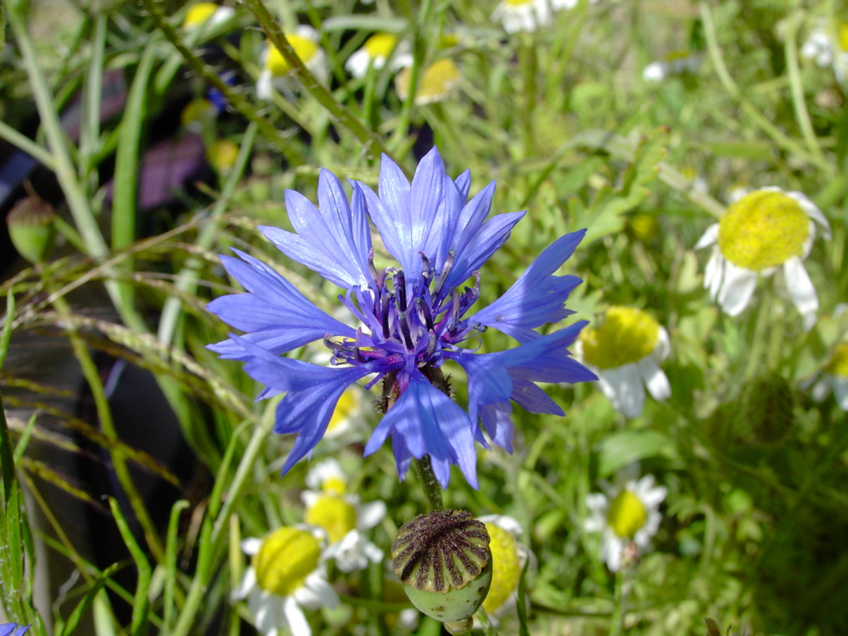 Centaurea cyanus 1