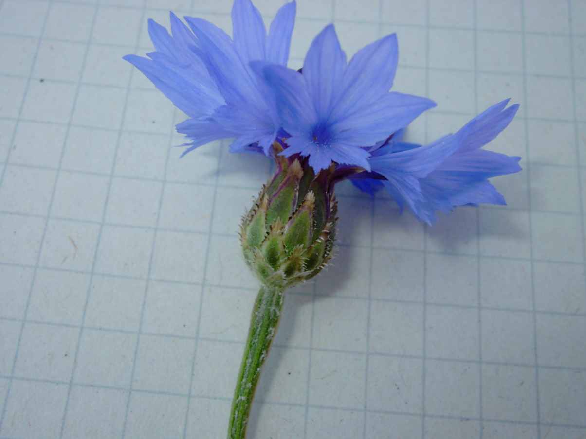 Centaurea cyanus 2