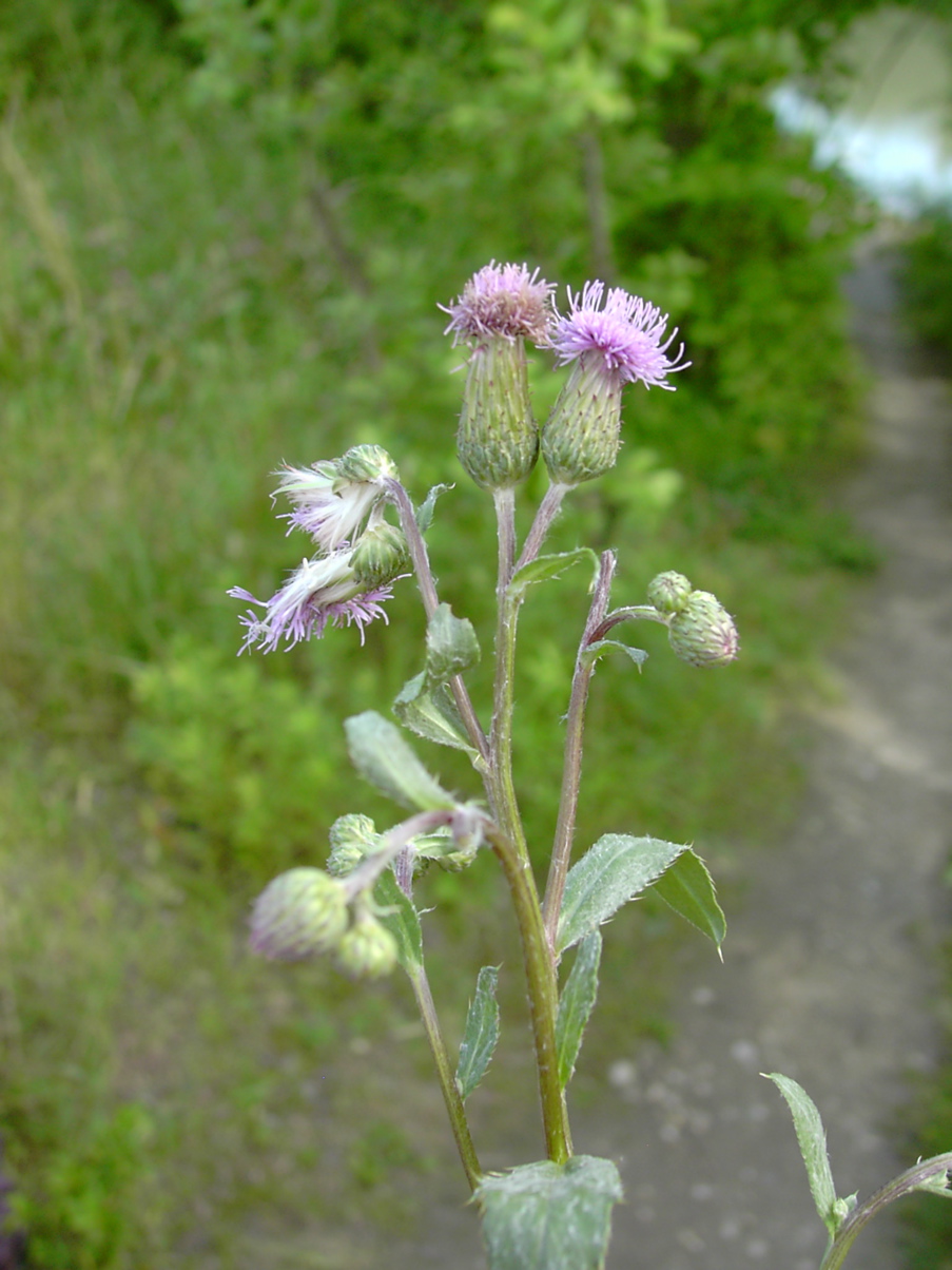 Cirsium arvense