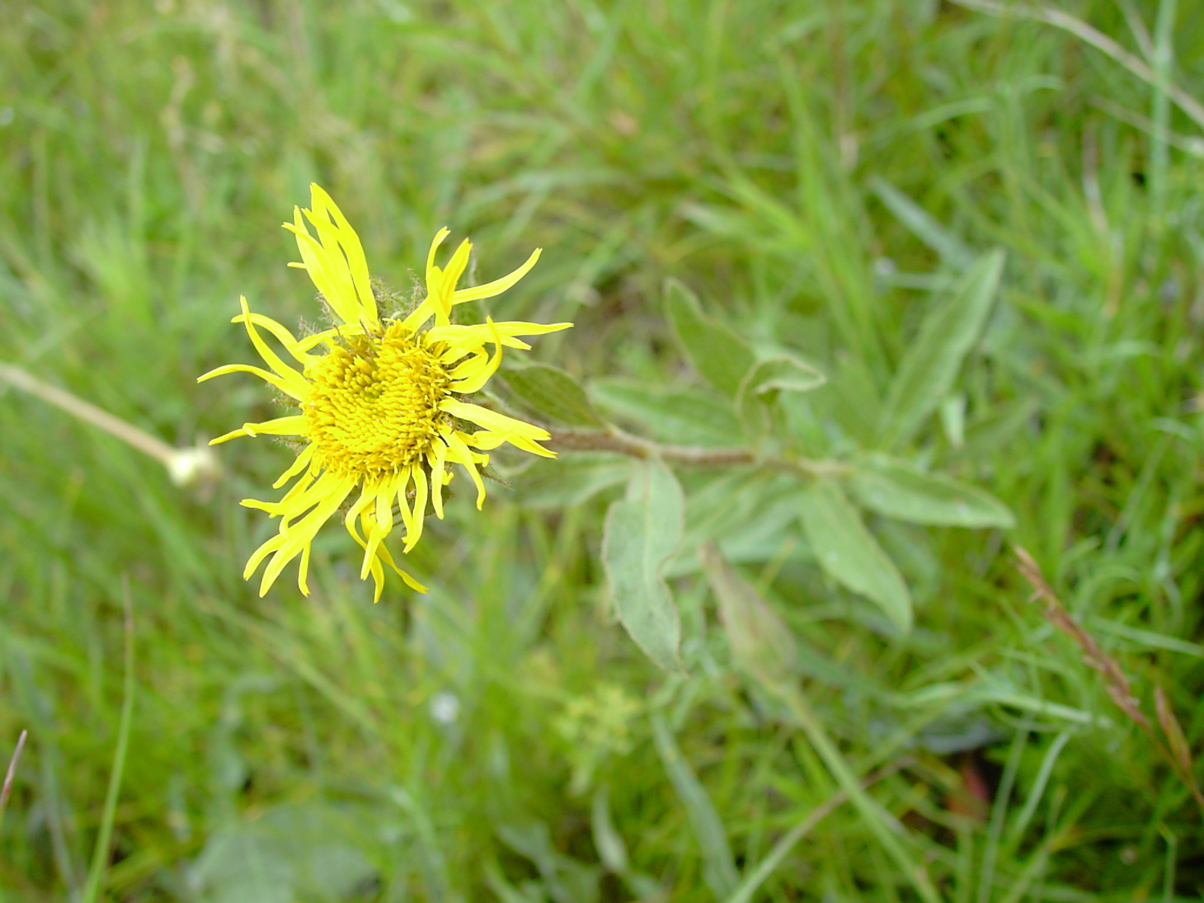 Inula hirta