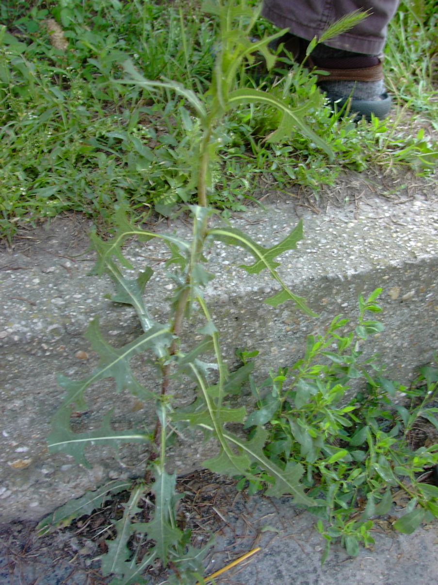 Lactuca seriola 1