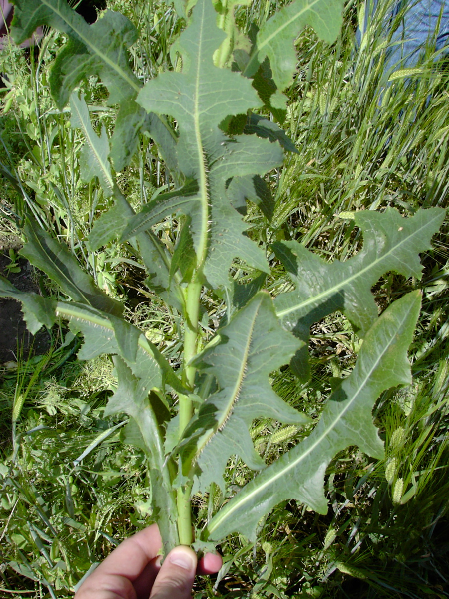 Lactuca seriola 2