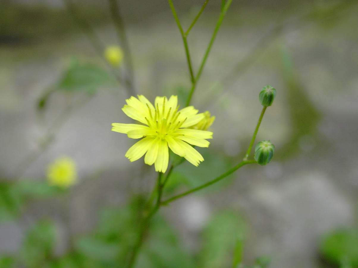 Lapsana communis