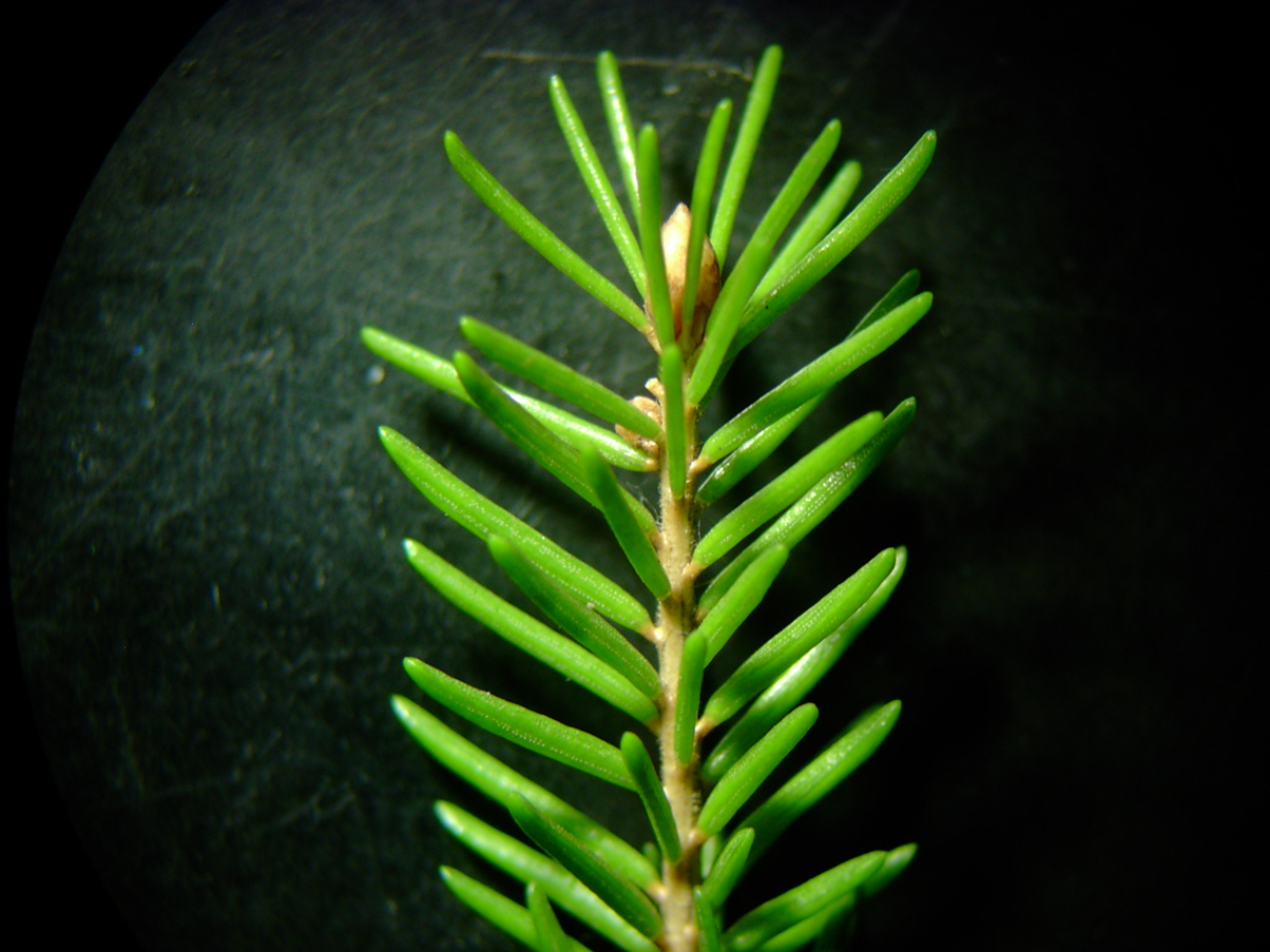 Picea abies