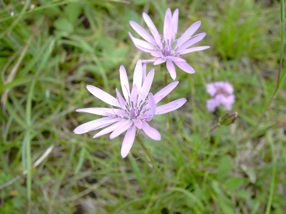 Scorzonera purpurea