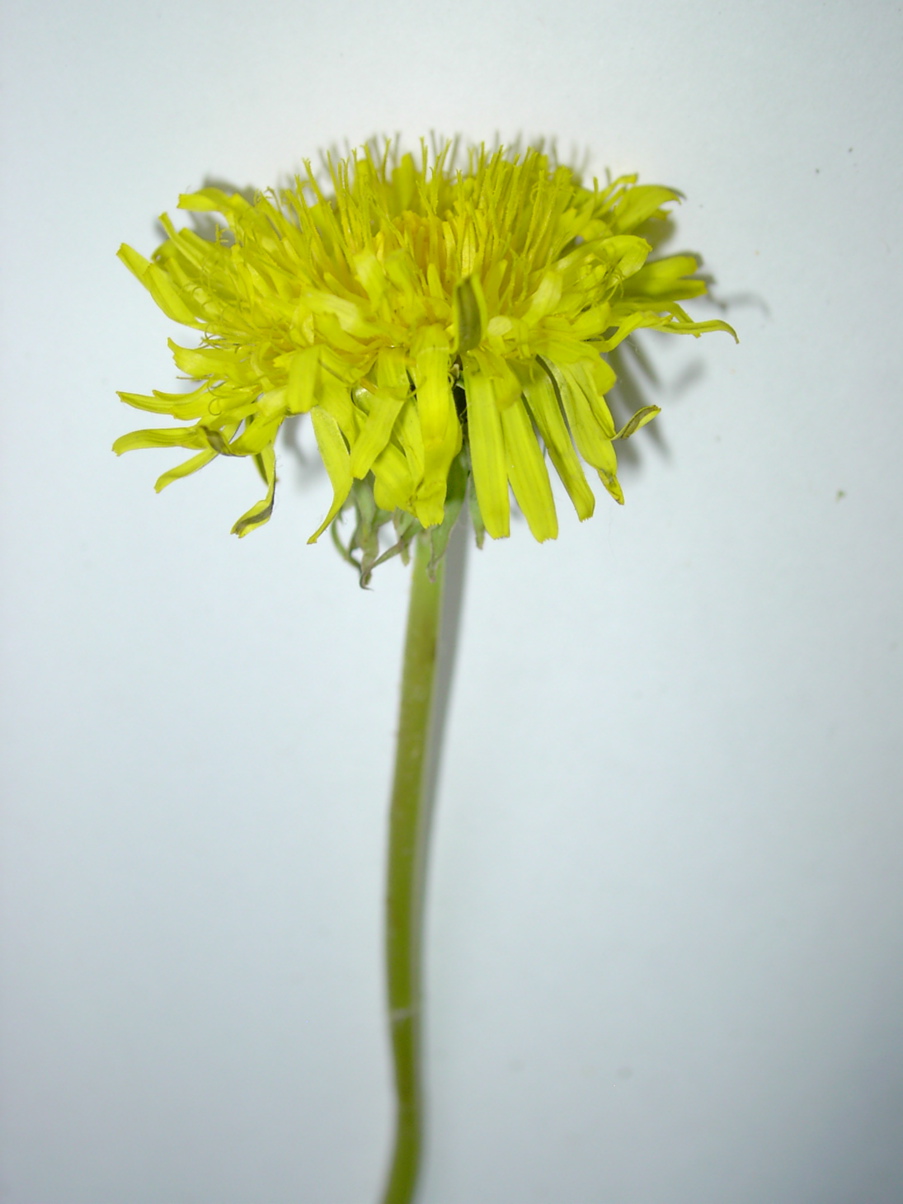 Taraxacum officinale