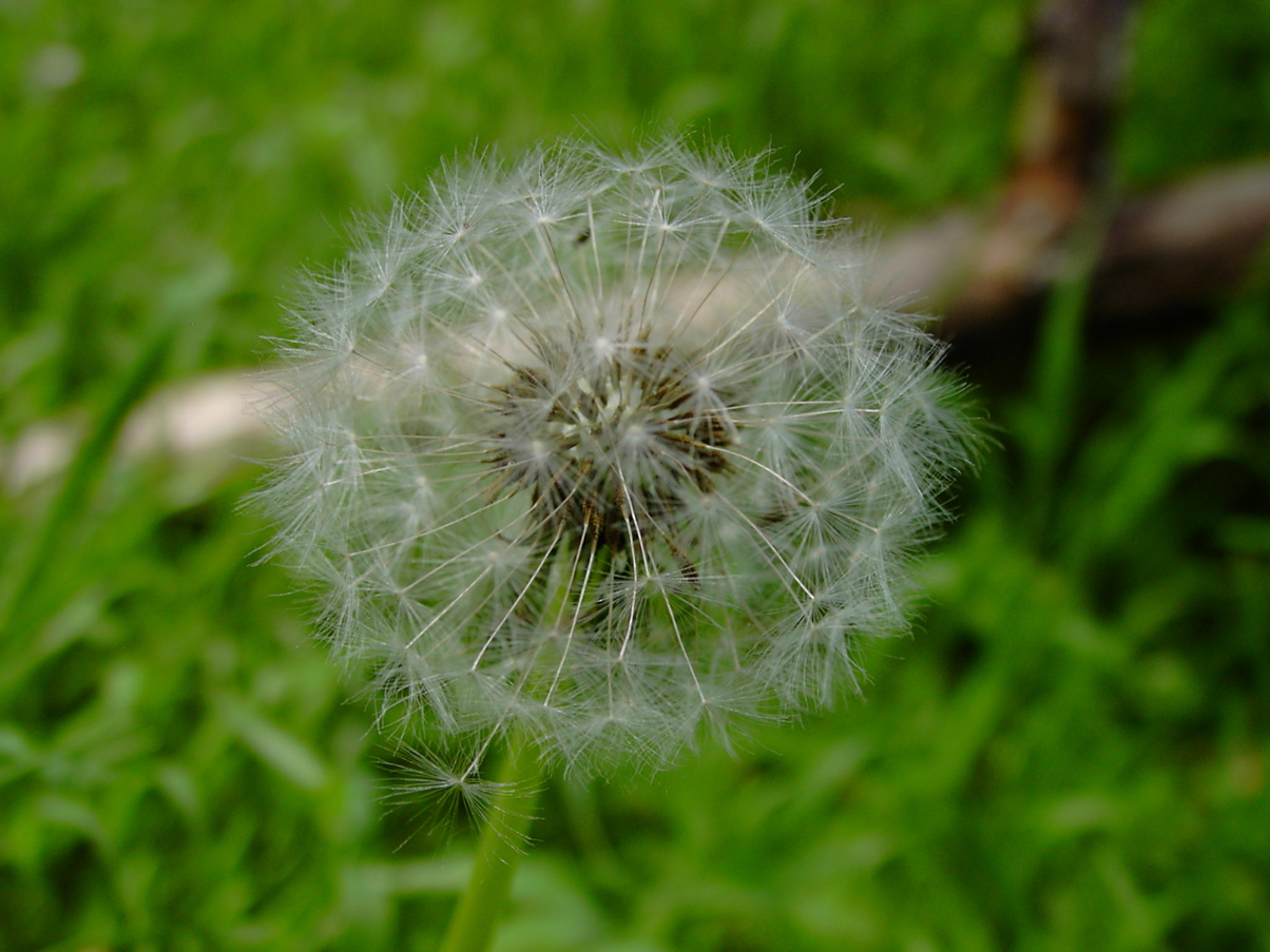 Taraxacum officinalis - fruchtreif