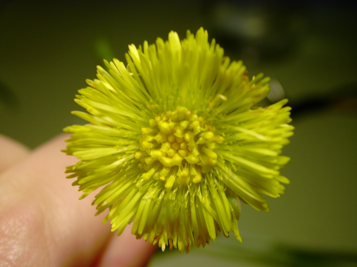 Tussilago farfara 1